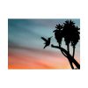 Hummingbird Poster