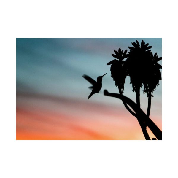 Hummingbird Poster
