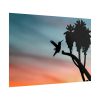 Hummingbird Poster