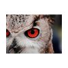 92409-250.jpg An Owl With Red Eyes Poster