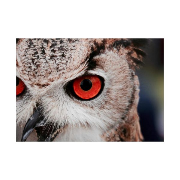 92409-250.jpg An Owl With Red Eyes Poster