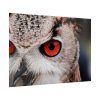 92409-252.jpg An Owl With Red Eyes Poster