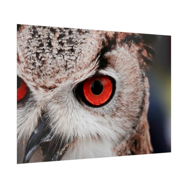 92409-252.jpg An Owl With Red Eyes Poster