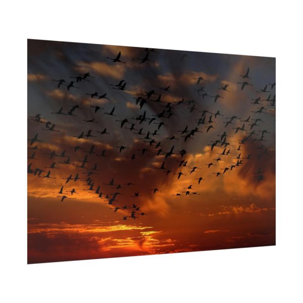 92409-257.jpg Flamingos Swarm Birds Nature Poster