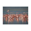 92409-290.jpg Flamingos in Africa Poster