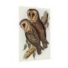 Masked Barn Owl by Elizabeth Gould Poster