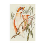 Leadbeater's Cockatoo by Elizabeth Gould Poster