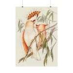 Leadbeater's Cockatoo by Elizabeth Gould Poster - Image 2