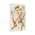 Leadbeater's Cockatoo by Elizabeth Gould Poster - Image 3