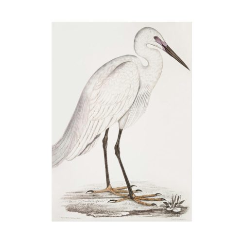 92410-50.jpg Indian White Heron by John Edward Gray Poster