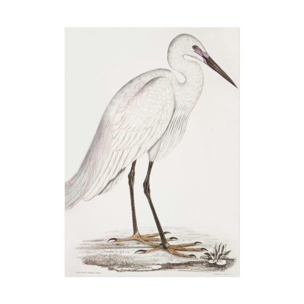 92410-50.jpg Indian White Heron by John Edward Gray Poster