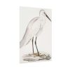 92410-52.jpg Indian White Heron by John Edward Gray Poster