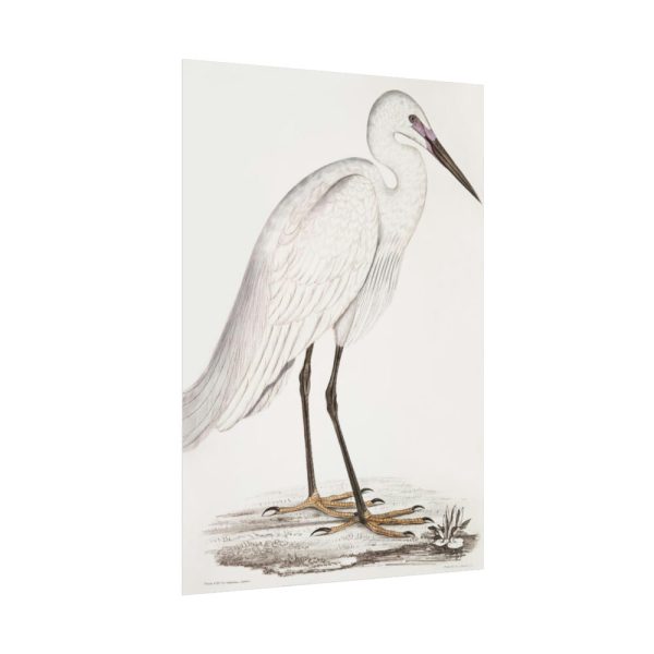 92410-52.jpg Indian White Heron by John Edward Gray Poster