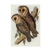 Masked Barn Owl by Elizabeth Gould Poster