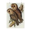 Masked Barn Owl by Elizabeth Gould Poster