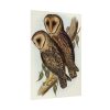 Masked Barn Owl by Elizabeth Gould Poster