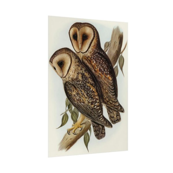 Masked Barn Owl by Elizabeth Gould Poster