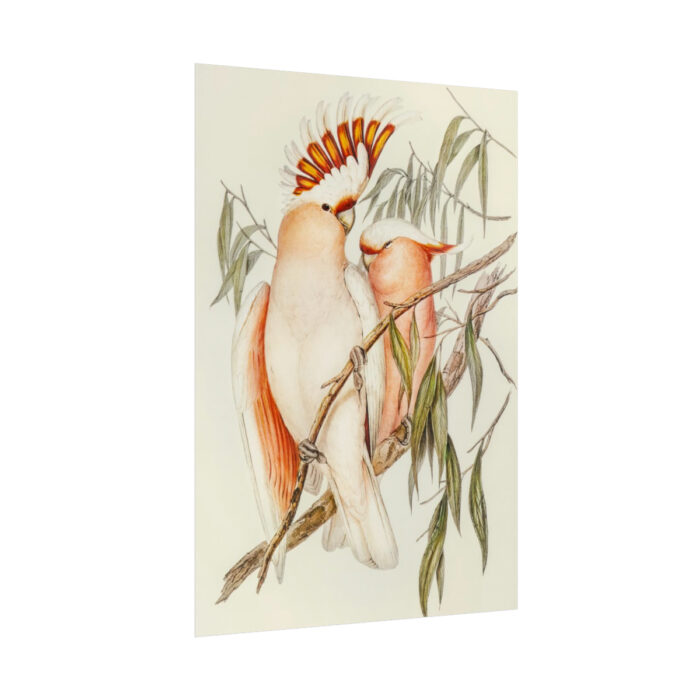 Leadbeater's Cockatoo by Elizabeth Gould Poster - Image 8