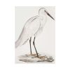 92411-50.jpg Indian White Heron by John Edward Gray Poster