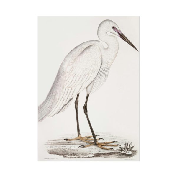 92411-50.jpg Indian White Heron by John Edward Gray Poster