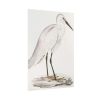 92411-52.jpg Indian White Heron by John Edward Gray Poster