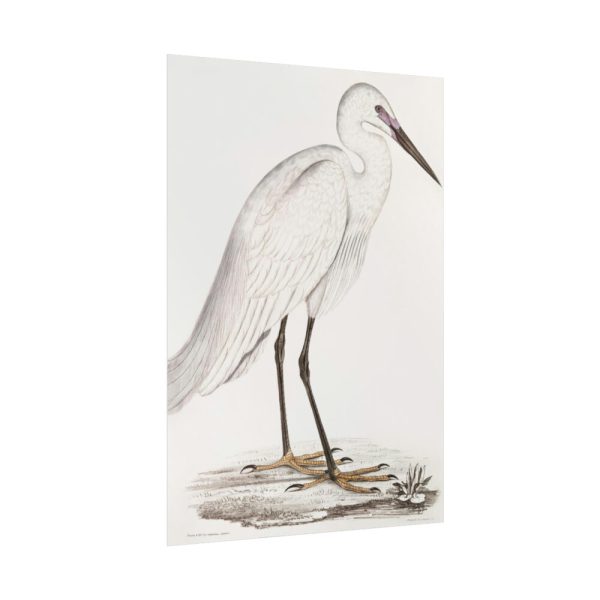 92411-52.jpg Indian White Heron by John Edward Gray Poster