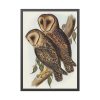 93830-28.jpg Masked Barn Owl by Elizabeth Gould Framed Poster