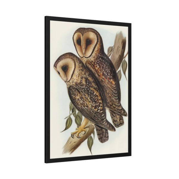 93830-29.jpg Masked Barn Owl by Elizabeth Gould Framed Poster