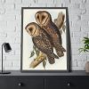 93830-31.jpg Masked Barn Owl by Elizabeth Gould Framed Poster