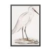 93830-36.jpg Indian White Heron by John Edward Gray Framed Poster