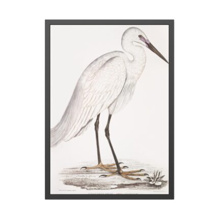 Indian White Heron by John Edward Gray Framed Poster