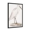 93830-37.jpg Indian White Heron by John Edward Gray Framed Poster