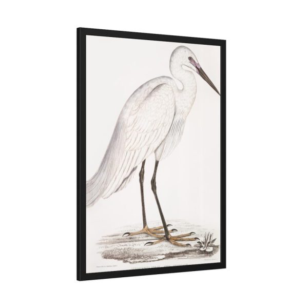 93830-37.jpg Indian White Heron by John Edward Gray Framed Poster