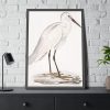 93830-39.jpg Indian White Heron by John Edward Gray Framed Poster