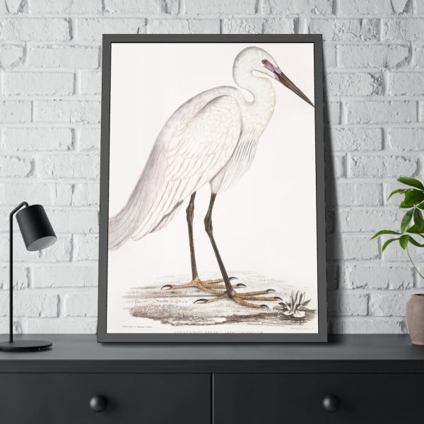 93830-39.jpg Indian White Heron by John Edward Gray Framed Poster