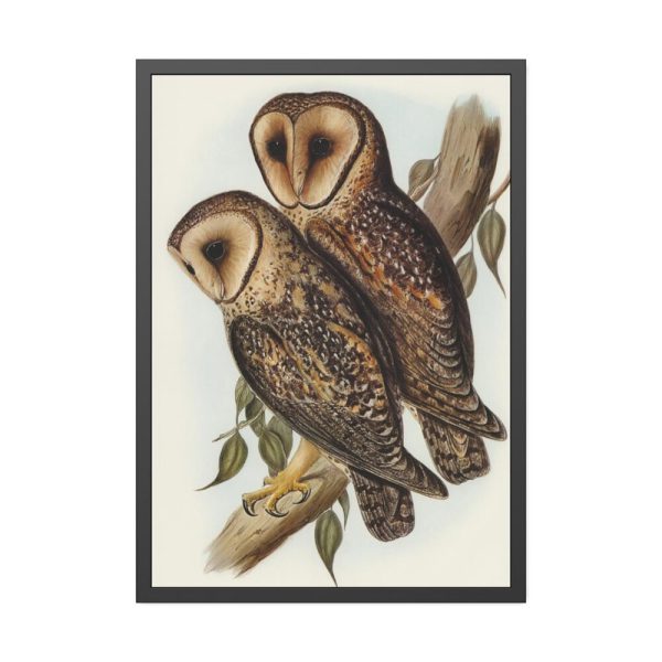 93831-28.jpg Masked Barn Owl by Elizabeth Gould Framed Poster