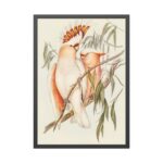 Leadbeater's Cockatoo by Elizabeth Gould Framed Poster - Image 5
