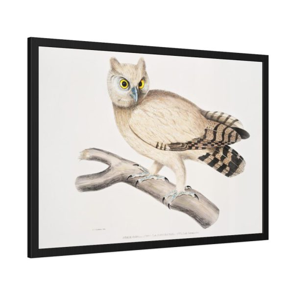 93854-165.jpg Coromandel Owl by John Edward Gray Framed Poster