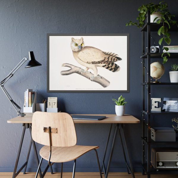 93854-166.jpg Coromandel Owl by John Edward Gray Framed Poster