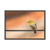 93855-100.jpg Yellow Bird Framed Poster