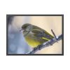 93855-140.jpg Goldfinch Bird Framed Poster