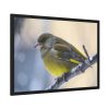 93855-141.jpg Goldfinch Bird Framed Poster