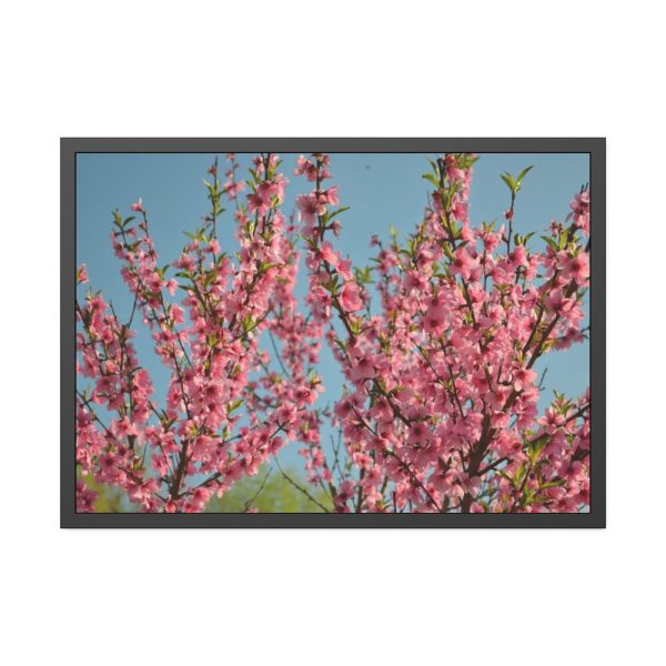 93855-156.jpg Peach Blossoms Flowering Tree Framed Poster
