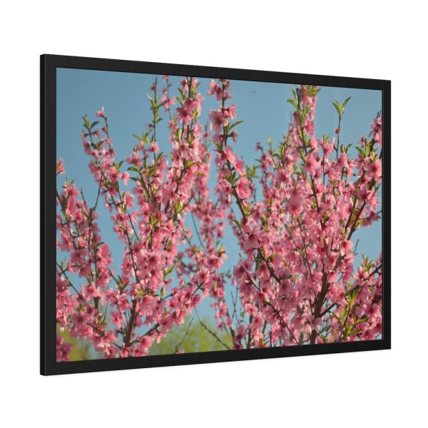 93855-157.jpg Peach Blossoms Flowering Tree Framed Poster