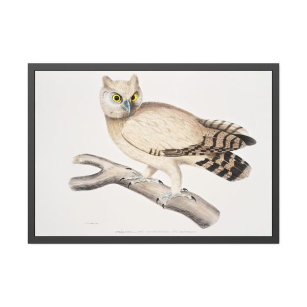 93855-164.jpg Coromandel Owl by John Edward Gray Framed Poster