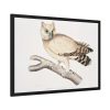 93855-165.jpg Coromandel Owl by John Edward Gray Framed Poster