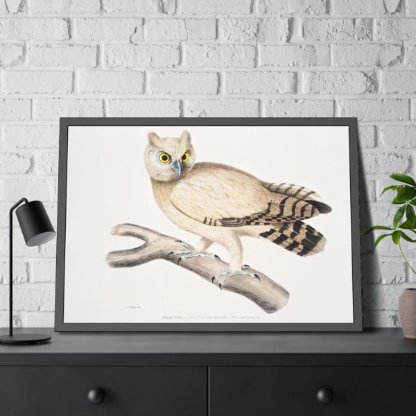 93855-167.jpg Coromandel Owl by John Edward Gray Framed Poster