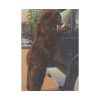 Hold up bear, Yellowstone National Park Poster