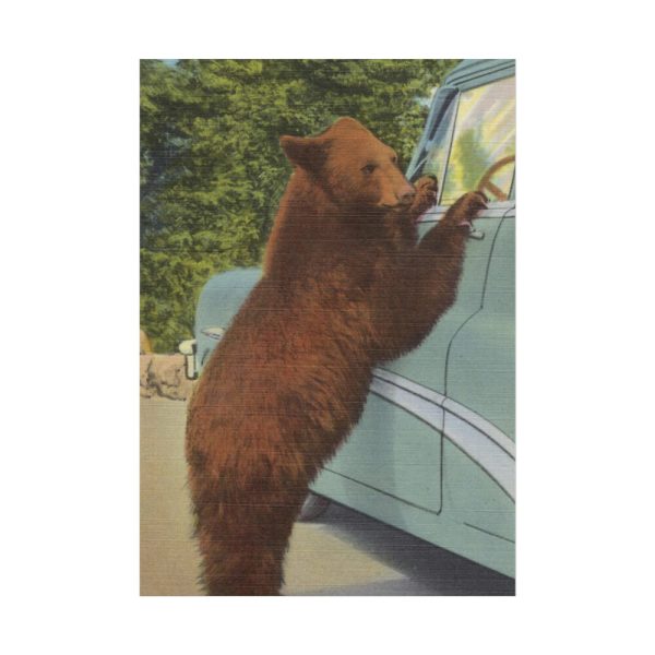 Holdup Bear at Yellowstone National Park Poster