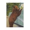 Holdup Bear at Yellowstone National Park Poster